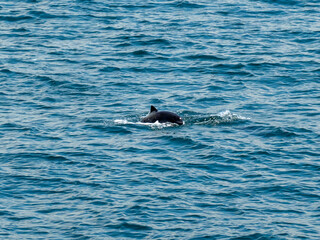 Dolphin  sea water  in the turkey