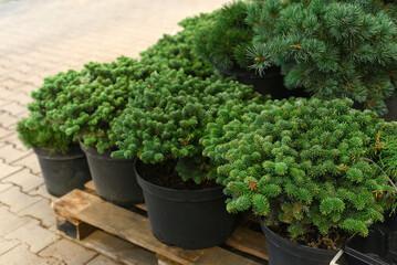 Pine and spruce trees in pots as ornamental plants in a flower shop