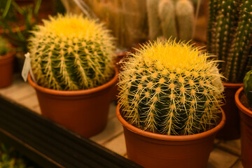 Various types of cacti in a greenhouse. Tropical succulents for decoration. Selective focus. indoor cacti in pots for sale