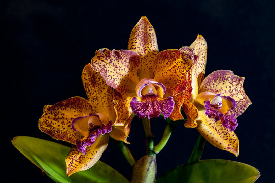 Orchids are plants loved for their beauty and delicacy, with different species and different colors.
