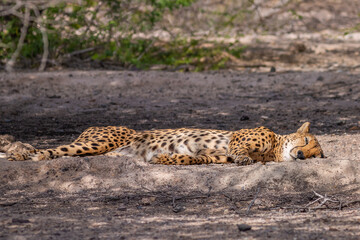 Exposure of a Cheetah sleeping in the shadow, in a natural reserve in Abu Dhabi.