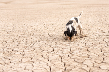 Cute small Jack Russell Terrier dog is digging on sandy cracked ground.