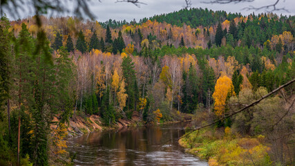 autumn forest in the mountains
