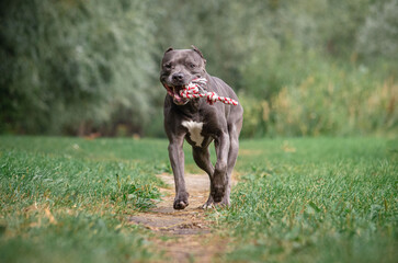 Cute big gray pitbull dog is playing with toy rope on green grass in the summer or fall forest. American pit bull terrier autumn in the park