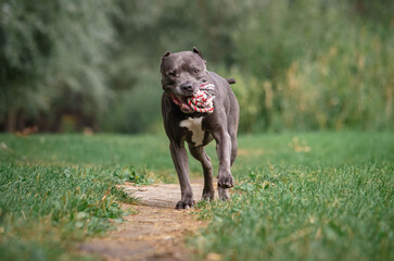 Cute big gray pitbull dog is playing with toy rope on green grass in the summer or fall forest. American pit bull terrier autumn in the park