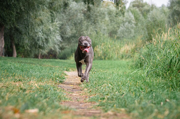 Cute big gray pitbull dog is running on green grass in the summer or fall forest. American pit bull terrier autumn in the park