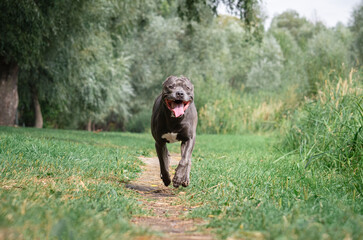 Cute big gray pitbull dog is running on green grass in the summer or fall forest. American pit bull terrier autumn in the park