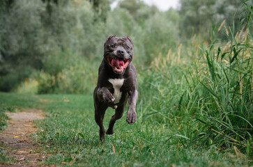 Cute big gray pitbull dog is running on green grass in the summer or fall forest. American pit bull terrier autumn in the park