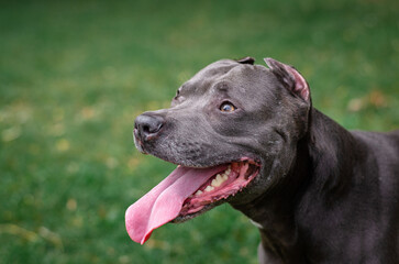 Cute big gray pitbull dog on green grass in the summer or fall forest. American pit bull terrier autumn in the park