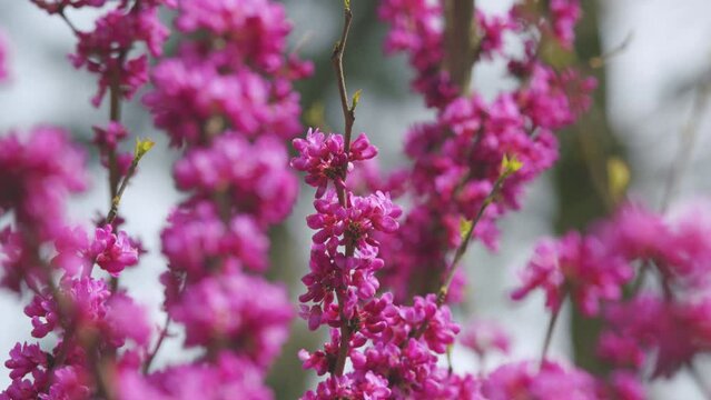 Cercis Siliquastrum In Bloom. Beautiful Redbud Tree Blooming In Pink And Purple Tones Branches. Close up.