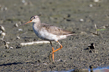 レンコン畑で餌を探すツルシギ