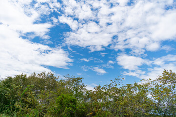 sky, clouds and trees in summer 