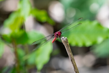 A close-up shot of a red dragonfly perched on a branch, surrounded by green leaves. The red dragonfly (Sympetrum striolatum) is a dragonfly from the Libellulidae family, native to Eurasia.
