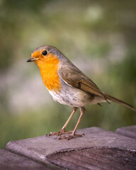 A robin keeping an eye on people on a picnic bench