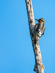 Female Yellow-bellied Sapsucker Foraging