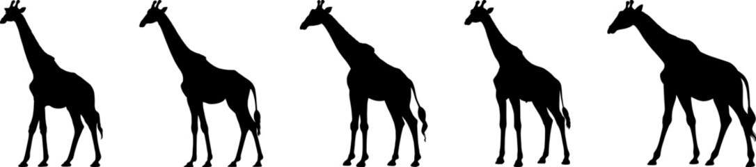 Set of vector silhouettes of giraffes