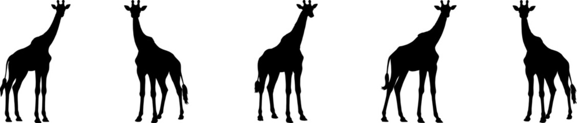 Set of vector silhouettes of giraffes