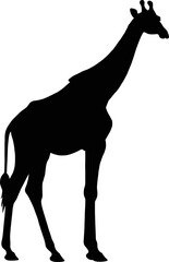 Giraffe isolated on white background, silhouette, vector illustration