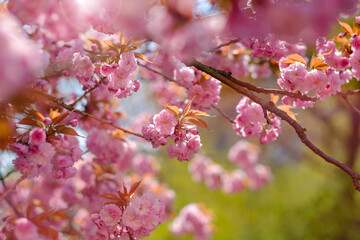 Pink flowers of blooming sakura closeup.