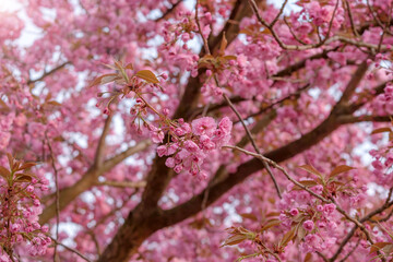 Fototapeta premium Pink flowers of blooming sakura closeup.