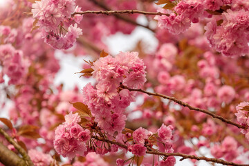 Obraz premium Pink flowers of blooming sakura closeup.