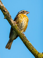 Female Rose-breasted Grosbeak Perched on Tree