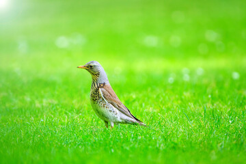 Fieldfare or turdus pilaris on the green grass.