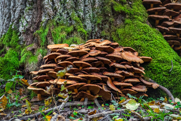 Fototapeta na wymiar mushrooms on tree