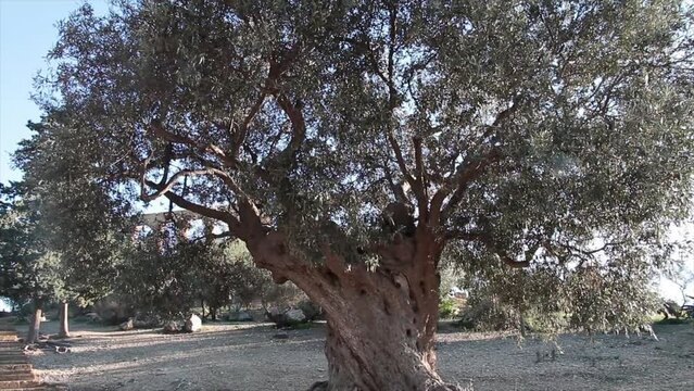 sicily italy old twisted olive tree during day