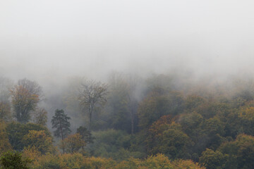 Nebel