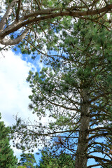 Beautiful Pine trees under a blue cloudy sky