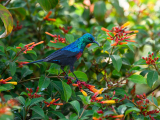 Red-chested Sunbird collecting nectar from the flowers