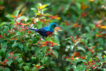 Red-chested Sunbird collecting nectar from the flowers