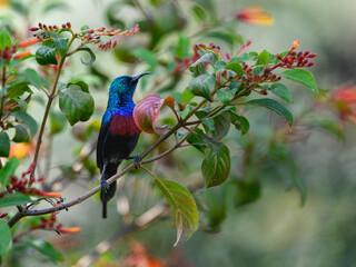Red-chested Sunbird collecting nectar from the flowers