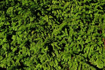 Common yew background