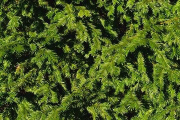Common yew background