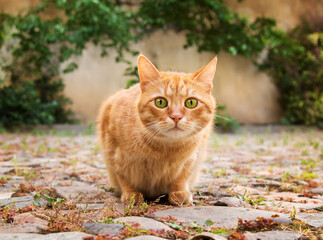 Funny red cat is surprised.