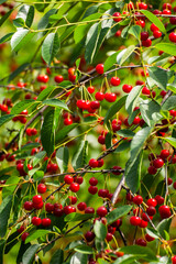 Sour cherries in the summer of 2023 in Romania