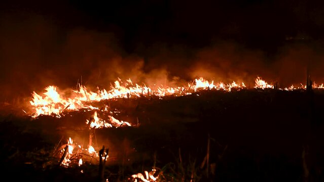 Dry grass burns on meadow. Wildfire. Burning dry grass in the field. Orange flames and billowing smoke. Open fire. Bush fire in wilderness area. Danger.