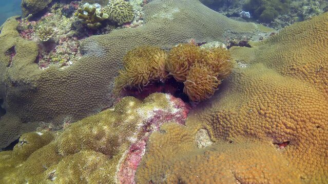 Close up slow motion video of flowerpot coral ( Goniopora ), stony and brain coral. Thailand scuba diving
