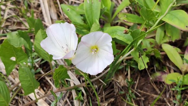 White bindweed flowers on summer field. 