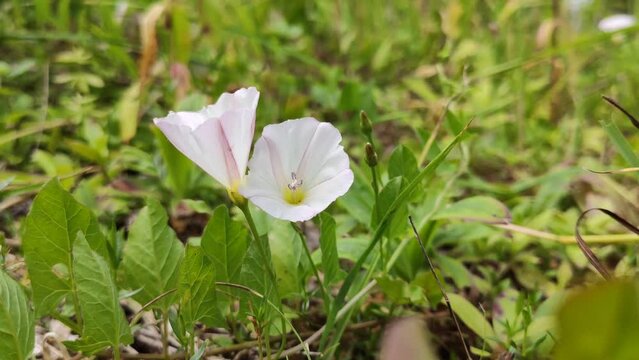 White bindweed flowers on summer field. 