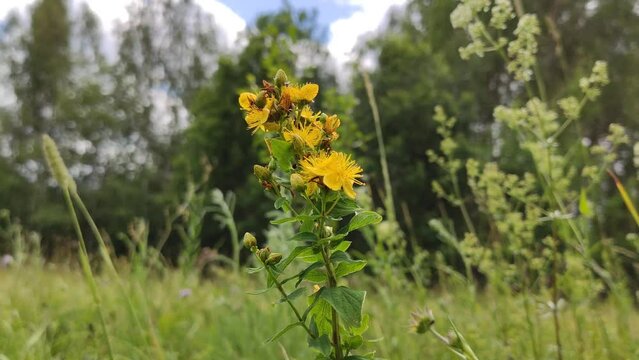 St John's wort, Hypericum perforatum medical herb in flowering season on summer field. 
