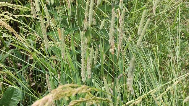 Phleum pratense plants on the rural field. Flora in the summer season in the countryside. Herbs illuminated by sunlight. 