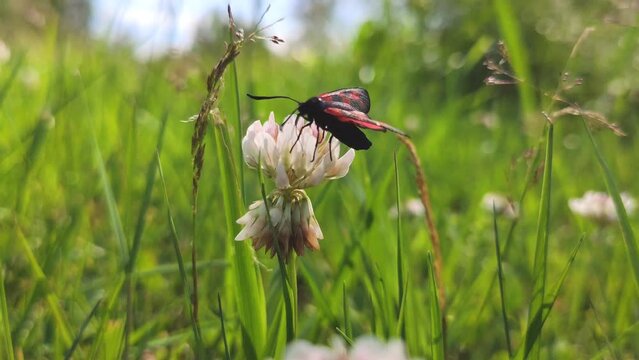 Six-spot burnet moth on the white clover flower. 