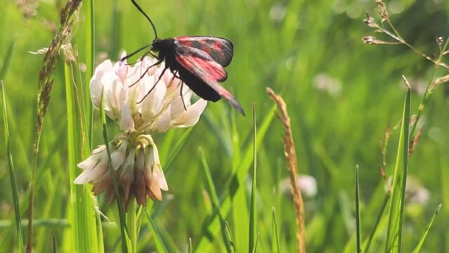 Six-spot burnet moth on the white clover flower. 