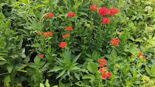 Lychnis chalcedonica red garden flowers. 
