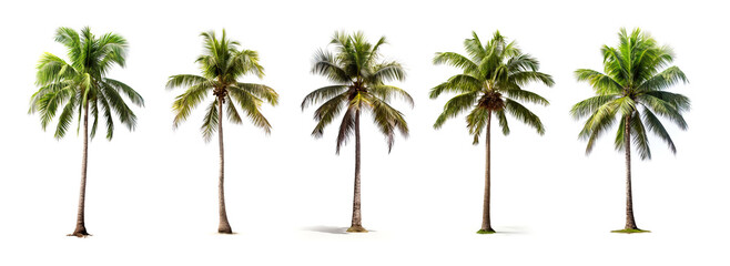 Set of palm tree isolated on white background