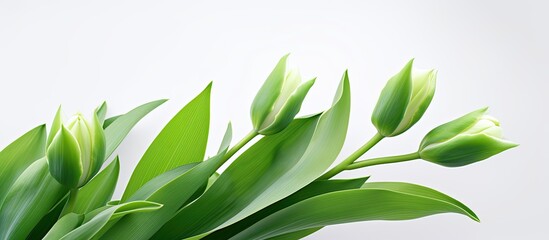 Foliage of a green tulip