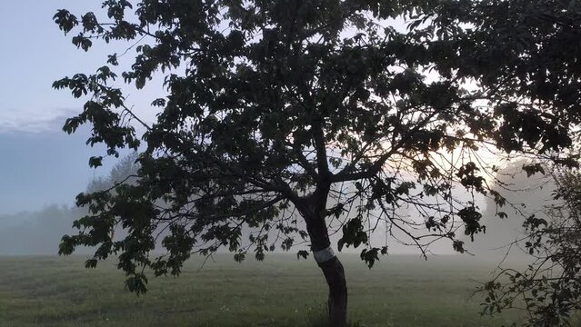 Garden trees in a fog. Evening in the countryside at summer. 